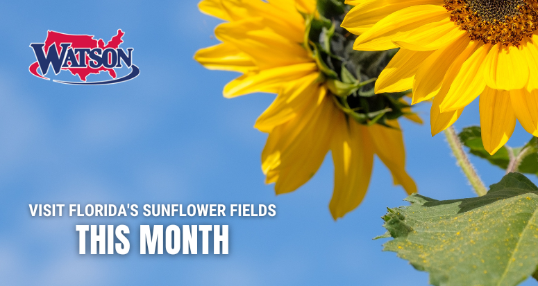sunflower fields